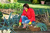 HARVESTING WINTER LEEKS (ALLIUM PORRUM) IN THE VEGETABLE GARDEN.