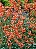 PENSTEMON CHERRY RIPE