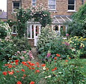 URBAN REAR GARDEN WITH CONSERVATORY. ROSES ON ARCHWAY, MIXED PLANTING INCLUDING PAPAVER