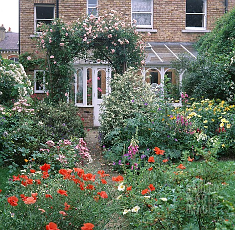 URBAN_REAR_GARDEN_WITH_CONSERVATORY_ROSES_ON_ARCHWAY_MIXED_PLANTING_INCLUDING_PAPAVER