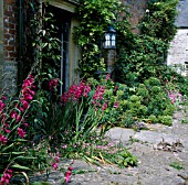 GLADIOLUS BYZANTINUS