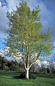 BETULA PENDULA OR SILVER BIRCH,  WHOLE TREE IN FIELD WITH A BLUE SKY.