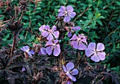 GERANIUM PRATENSE MIDNIGHT REITER,  MEADOW CRANESBILL