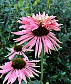 ECHINACEA DOUBLEDECKER