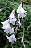 DIERAMA GUINEVERE