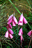 DIERAMA LANCELOT