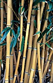 PHYLLOSTACHYS VIVAX AUREOCAULIS,  BAMBOO