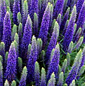 VERONICA SPICATA ROYAL CANDLES, (SYN. VERONICA SPICATA GLORY)