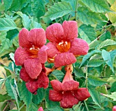 CAMPSIS RADICANS TANGO, (CAMPSIS RADICANS HUITAN)