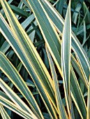 PHORMIUM GOLDEN RAY