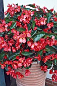 BEGONIA HYBRIDA DRAGON WINGS RED IN CONTAINER