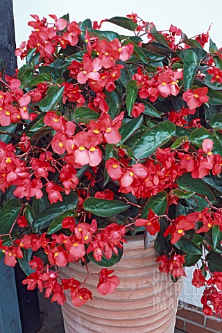 BEGONIA_HYBRIDA_DRAGON_WINGS_RED_IN_CONTAINER