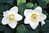 HELLEBORUS POTTERS WHEEL, (HELLEBORE POTTERS WHEEL)