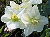 HELLEBORUS WHITE BEAUTY, (HELLEBORE WHITE BEAUTY)