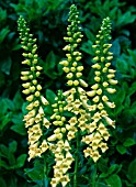 DIGITALIS LUTEA,  SMALL YELLOW FOXGLOVE.