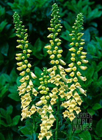 DIGITALIS_LUTEA__SMALL_YELLOW_FOXGLOVE