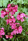 ERYSIMUM WINTER JOY