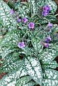 PULMONARIA TREVI FOUNTAIN