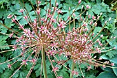 ALLIUM SCHUBERTII