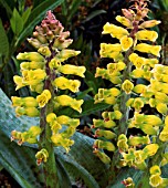 LACHENALIA ROMAUD