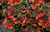 PELARGONIUM,  VANCOUVER CENTENNIAL,  GERANIUM,  STELLAR,   MASS OF FLOWERS AND FOLIAGE