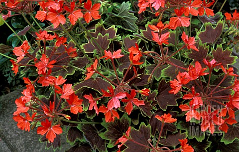 _PELARGONIUM__VANCOUVER_CENTENNIAL__GERANIUM__STELLAR___MASS_OF_FLOWERS_AND_FOLIAGE