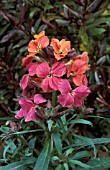 ERYSIMUM,   CONSTANT CHEER,   WALLFLOWER