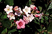 WEIGELA CARNAVAL