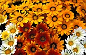 GAZANIA,  KISS SERIES,  MIXED,  TREASURE FLOWER