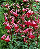 PENSTEMON ANDENKEN AN FRIEDRICH HAHN (GARNET)