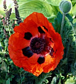 PAPAVER ORIENTALE SCARLET KING, (POPPY SCARLET KING)