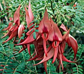 CLIANTHUS PUNICEUS ROSEUS