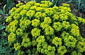 EUPHORBIA POLYCHROMA MIDAS IN BORDER WITH FLOWERHEADS.