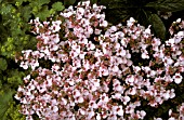 DIASCIA (FLYING COLORS) APPLE BLOSSOM,  PROFUSION OF FLOWERS