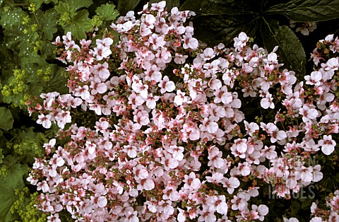 _DIASCIA_FLYING_COLORS_APPLE_BLOSSOM__PROFUSION_OF_FLOWERS