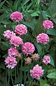 ARMERIA JOYSTICK PINK,  PINK, FLOWERS, CLOSE UP