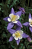 AQUILEGIA BLUE STAR,  PERENNIAL, BLUE, WHITE, FLOWER, CLOSE UP,  LATE SPRING, EARLY SUMMER