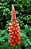 LUPINUS,  MY CASTLE (SINGLE STEM)