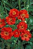 GEUM CHILOENSE MRS BRADSHAW