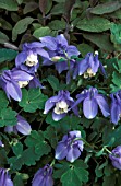 AQUILEGIA FLABELLATA PUMILA,  PERENNIAL, BLUE, WHITE, FLOWER, CLOSE UP,  LATE SPRING, EARLY SUMMER