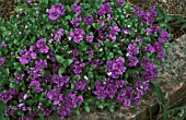 AUBRETIA GREENCOURT PURPLE,  DOUBLE, PURPLE, FLOWERS