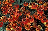 HELENIUM,  MOERHEIM BEAUTY,   SNEEZEWEED,  MASS OF FLOWERS