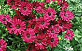 OSTEOSPERMUM,  STEPHANIE,  MASS OF FLOWER HEADS