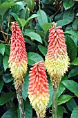 KNIPHOFIA UVARIA ROYAL CASTLE, (RED HOT POKER)