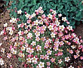 Saxifraga Silver Cushion