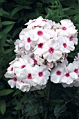 PHLOX PANICULATA GRAF ZEPPELIN