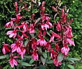 LOBELIA FAN DEEP ROSE (ORCHIDROSA)