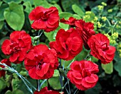 DIANTHUS HOUNDSPOOL CHERYL (AGM), (SCENTED PINK)