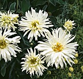 LEUCANTHEMUM SNOWDRIFT