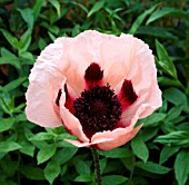 PAPAVER ORIENTALE QUEEN ALEXANDRA